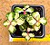 Portulacaria afra tricolor - Imagem 1