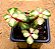 Portulacaria afra tricolor - Imagem 2