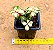 Portulacaria afra tricolor - Imagem 3