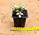 Portulacaria afra tricolor - Imagem 4