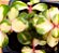 Portulacaria afra tricolor - Imagem 5