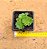 Rosularia platyphylla - Imagem 3