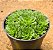 Rosularia platyphylla - Imagem 2