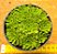 Rosularia platyphylla - Imagem 3