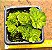Rosularia platyphylla - Imagem 1