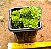 Rosularia platyphylla - Imagem 4