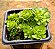 Rosularia platyphylla - Imagem 3