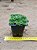 Rosularia platyphylla - Imagem 6
