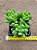 Sedum alice evans - Imagem 2