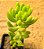 Sedum alice evans - Imagem 2