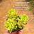 Sedum alice evans - Imagem 5