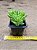 Sedum alice evans - Imagem 1