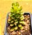 Sedum joyce tulloch - Imagem 1
