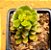 Sedum joyce tulloch - Imagem 3