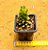 Sedum joyce tulloch - Imagem 4