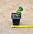 Sedum lucidum obesum - Imagem 4