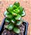 Sedum lucidum obesum - Imagem 2