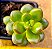 Sedum lucidum obesum - Imagem 1