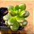 Sedum lucidum obesum - Imagem 3