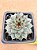 Sempervivum calcareum - Imagem 5