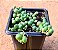 Senecio rowleyanus - Imagem 2