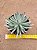 Senecio scaposus - Imagem 1