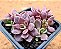 Sinocrassula indica - Imagem 2