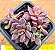 Sinocrassula indica - Imagem 1