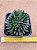 Sinocrassula yunnanensis - Imagem 1