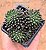 Sinocrassula yunnanensis - "Suculenta ouriço" - Imagem 3