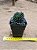 Sinocrassula yunnanensis - Imagem 2
