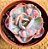 Echeveria Beyoncé - Imagem 1