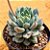 Echeveria blue apple - Imagem 1