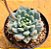 Echeveria blue apple - Imagem 2