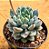 Echeveria blue apple - Imagem 7