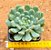 Echeveria blue apple - Imagem 2