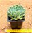 Echeveria blue apple - Imagem 3
