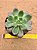Echeveria channel - Imagem 3