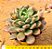 Echeveria channel - Imagem 2