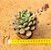 Echeveria channel - Imagem 3