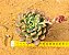 Echeveria channel - Imagem 4