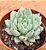Echeveria cuspidata zaragosa - Imagem 1