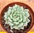 Echeveria cuspidata zaragosa - Imagem 2