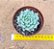 Echeveria cuspidata zaragosa - Imagem 3