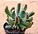 Echeveria darth vader - Imagem 1