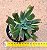 Echeveria darth vader - Imagem 2