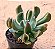 Echeveria darth vader - Imagem 3