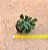 Echeveria darth vader - Imagem 4