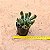 Echeveria darth vader - Imagem 5