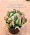 Echeveria darth vader - Imagem 6